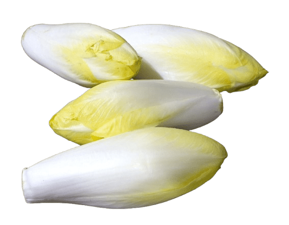Endive France