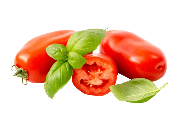 Tomate Torino France Extra