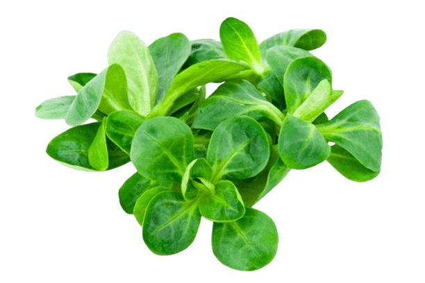 Mâche barquette 125g