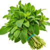 Menthe Fraiche