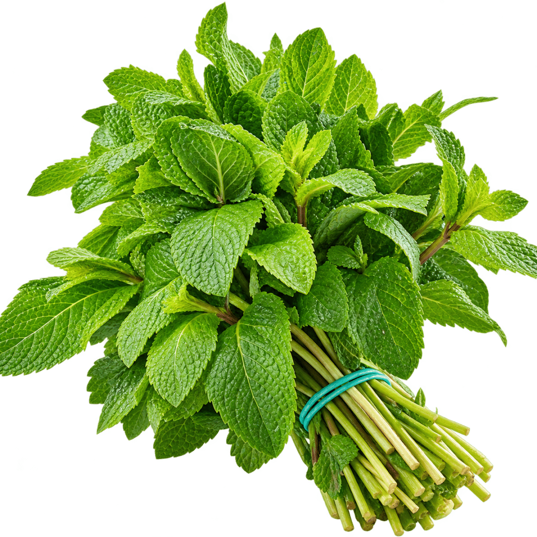 Menthe Fraiche