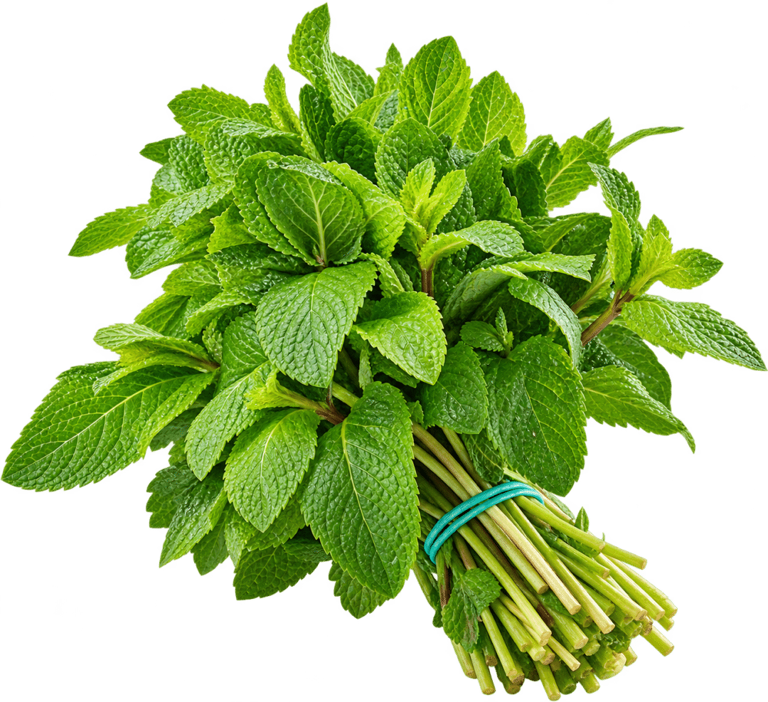 Menthe Fraiche